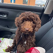 Mazie joined the competition — help win amazing prizes! dog, brown_dog, curly_fur, pet, car_interior, passenger_seat, blanket, plaid_pattern, window, building, sky, cloudy, leash, seat, leather_seat, indoor, animal, cute, sitting, companion