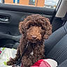 dog, brown_dog, curly_fur, pet, car_interior, passenger_seat, blanket, plaid_pattern, window, building, sky, cloudy, leash, seat, leather_seat, indoor, animal, cute, sitting, companion
