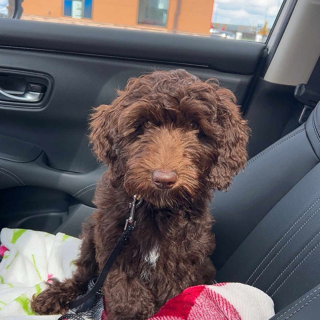 Mazie joined the competition — help win amazing prizes! dog, brown_dog, curly_fur, pet, car_interior, passenger_seat, blanket, plaid_pattern, window, building, sky, cloudy, leash, seat, leather_seat, indoor, animal, cute, sitting, companion