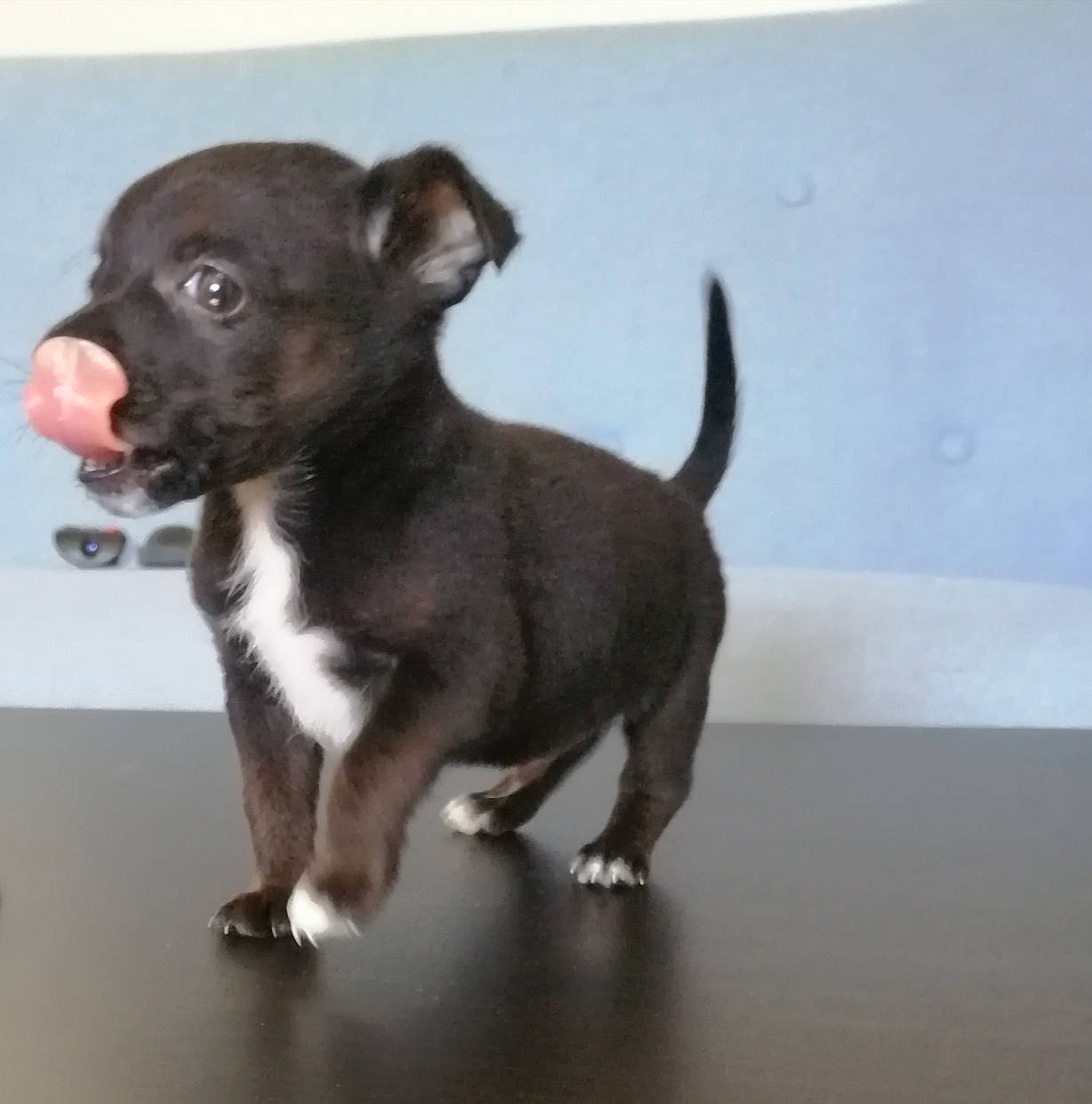 Loky a rejoint le concours — aidez-le/la à gagner de superbes lots ! canidae, carnivore, companion_dog, dog, dog_breed, fawn, fur, liver, metal, paw, pet_supply, puppy, snout, sporting_group, tail, terrestrial_animal, toy, toy_dog, whiskers, working_animal