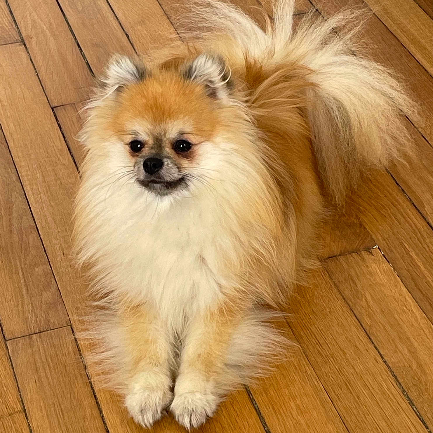 Michelle participe au concours pour gagner de l'argent avec cette photo : animal, canine, cockerspaniel, dog, dogbed, eskimodog, hardwood, indoors, interiordesign, papillon, pet, plywood, puppy, snout, stainedwood, wood, woodpanels