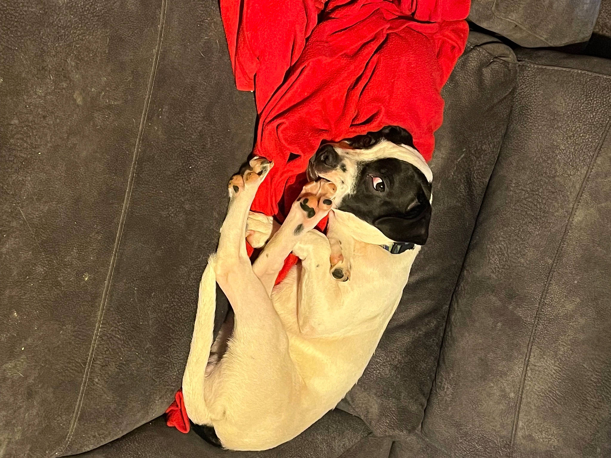 Melminator is registered to the contest to win money with this photo: bag, carmine, carnivore, comfort, companion_dog, dog, dog_breed, dog_supply, fur, linens, non_sporting_group, pattern, personal_protective_equipment, pet_supply, sleeve, sportswear, t_shirt, walking_shoe, whiskers, working_animal