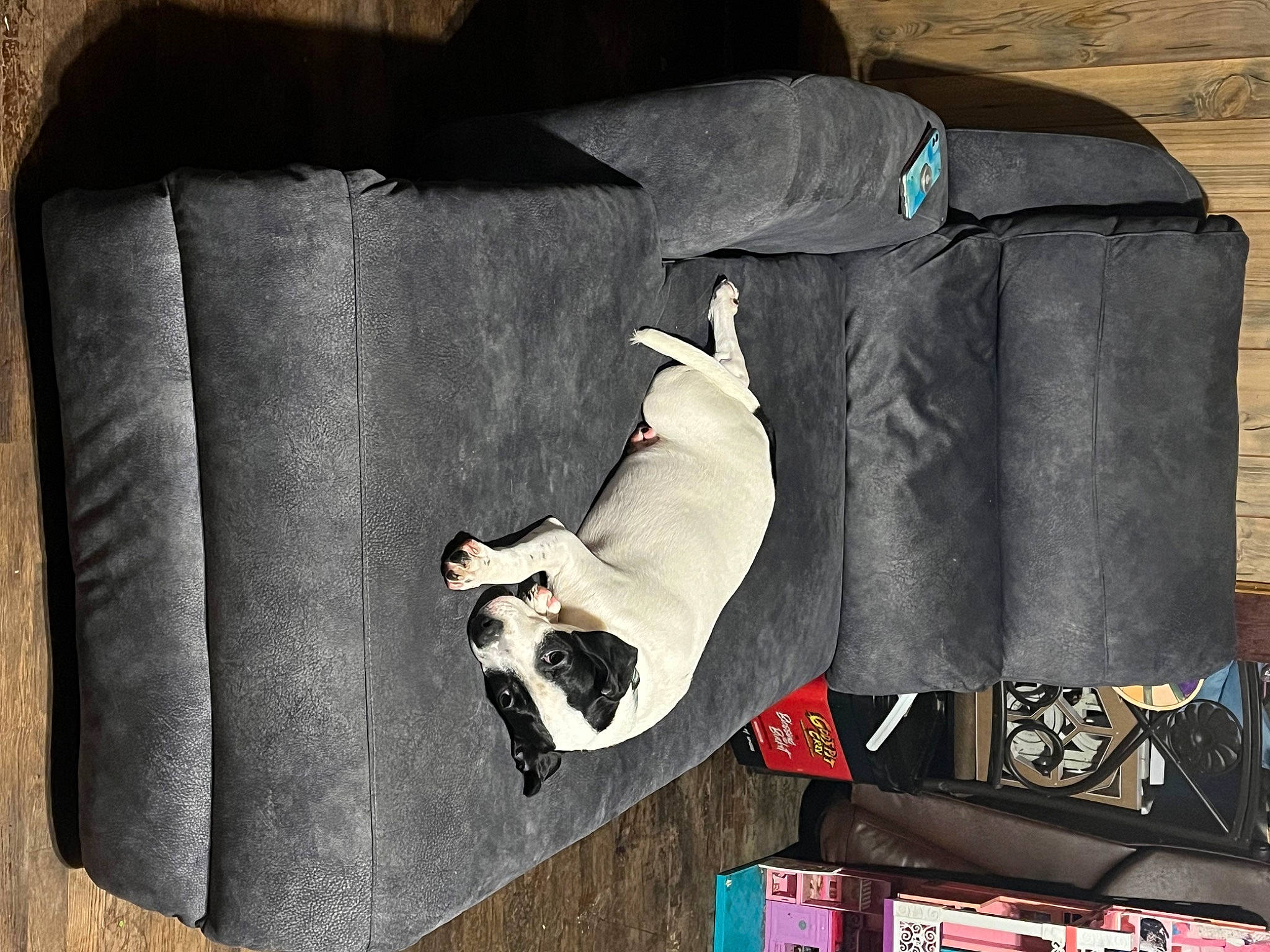 Melminator is registered to the contest to win money with this photo: bag, baggage, carmine, carnivore, comfort, companion_dog, couch, dog, dog_breed, dog_supply, felidae, fur, grey, linens, luggage_and_bags, pet_supply, sleeve, small_to_medium_sized_cats, sporting_group, textile