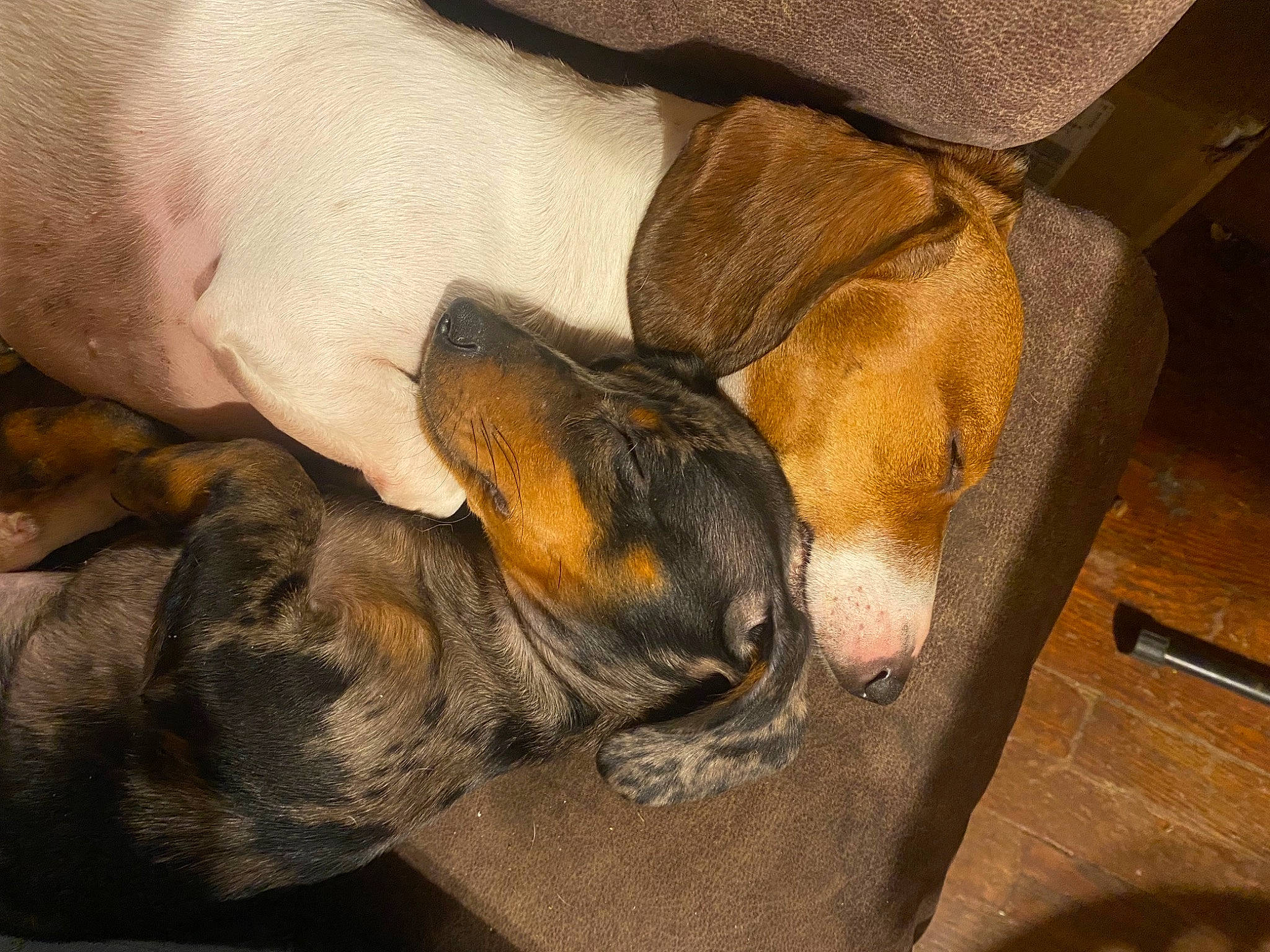 Junieb And Baylie joined the competition — help win amazing prizes! canidae, carnivore, claw, comfort, companion_dog, dog, dog_breed, fawn, fur, hardwood, human_leg, nap, paw, snout, sporting_group, tail, terrestrial_animal, whiskers, wood, working_animal