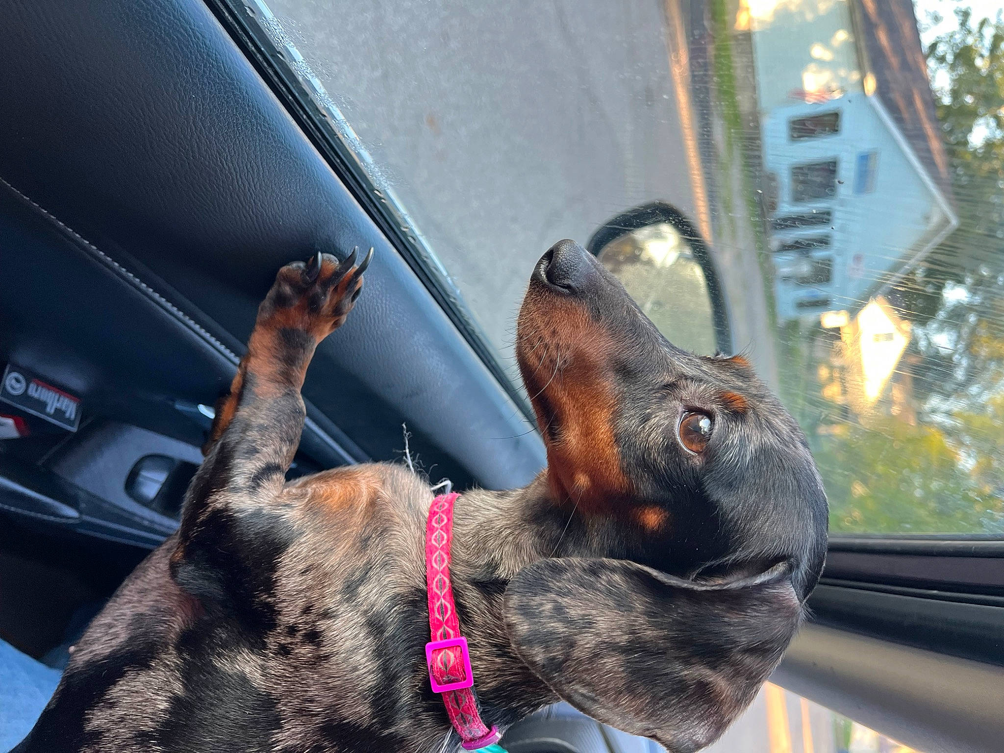 Junieb And Baylie is registered to the contest to win money with this photo: canidae, carnivore, collar, companion_dog, dog, dog_breed, dog_collar, ear, fawn, fur, liver, snout, sporting_group, steering_wheel, tree, vehicle_door, whiskers, window, windshield, working_animal