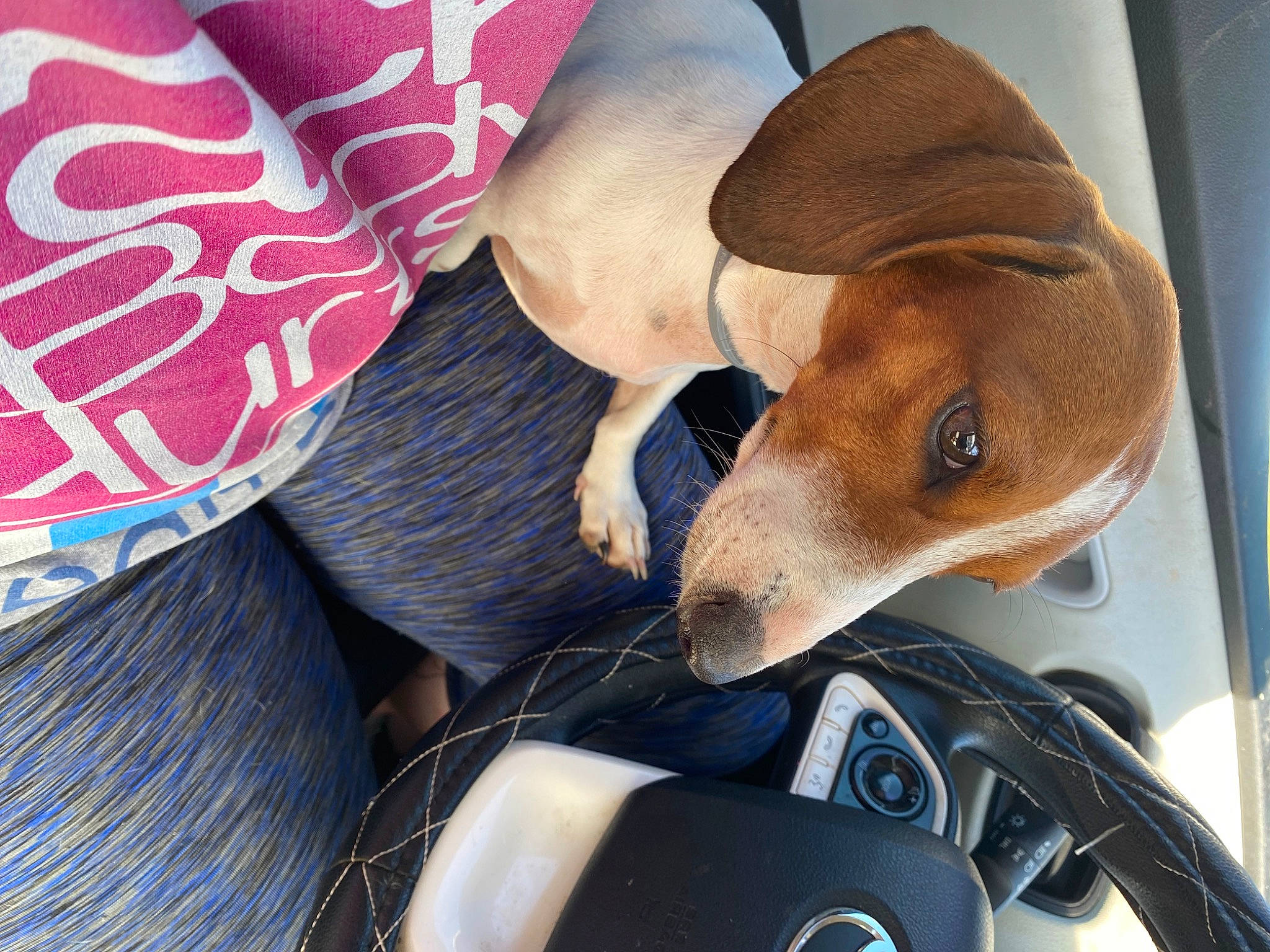 Junieb And Baylie is registered to the contest to win money with this photo: canidae, car_seat, carnivore, collar, comfort, companion_dog, dog, dog_breed, dog_collar, dog_supply, fawn, pet_supply, snout, sporting_group, steering_wheel, vehicle, vehicle_door, whiskers, windshield, working_animal