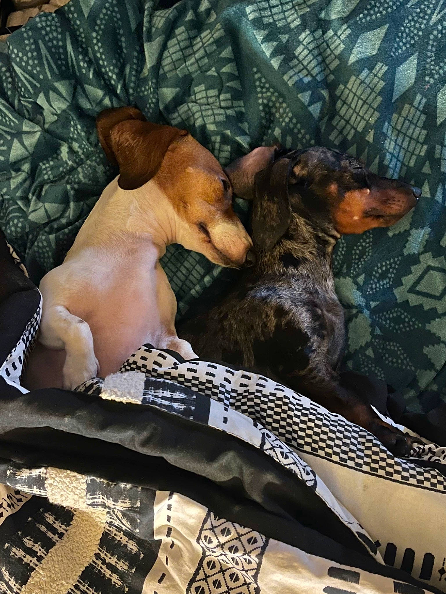 Junieb And Baylie joined the competition — help win amazing prizes! bedding, canidae, carnivore, comfort, companion_dog, dog, dog_breed, fawn, fence, fur, guard_dog, linens, nap, pattern, sleep, sporting_group, tail, toy, toy_dog, working_animal