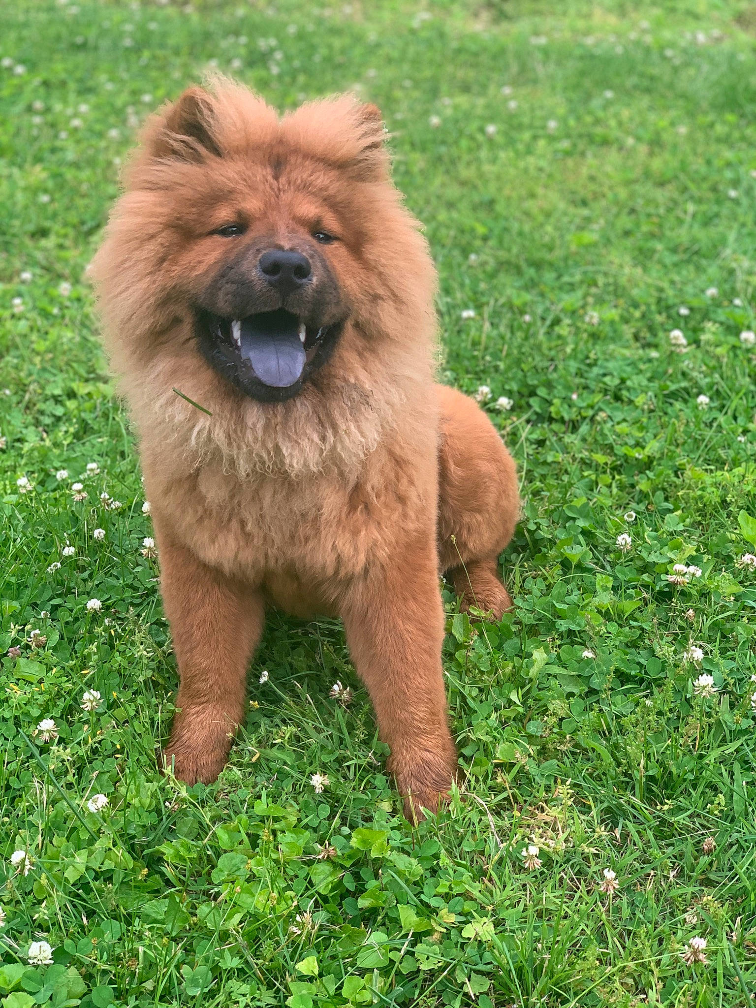 Ziva joined the competition — help win amazing prizes! canidae, carnivore, companion_dog, dog_breed, eye, fawn, fur, german_spitz, german_spitz_klein, grass, grassland, groundcover, plant, snout, spitz, sporting_group, tail, terrestrial_animal, whiskers, working_animal