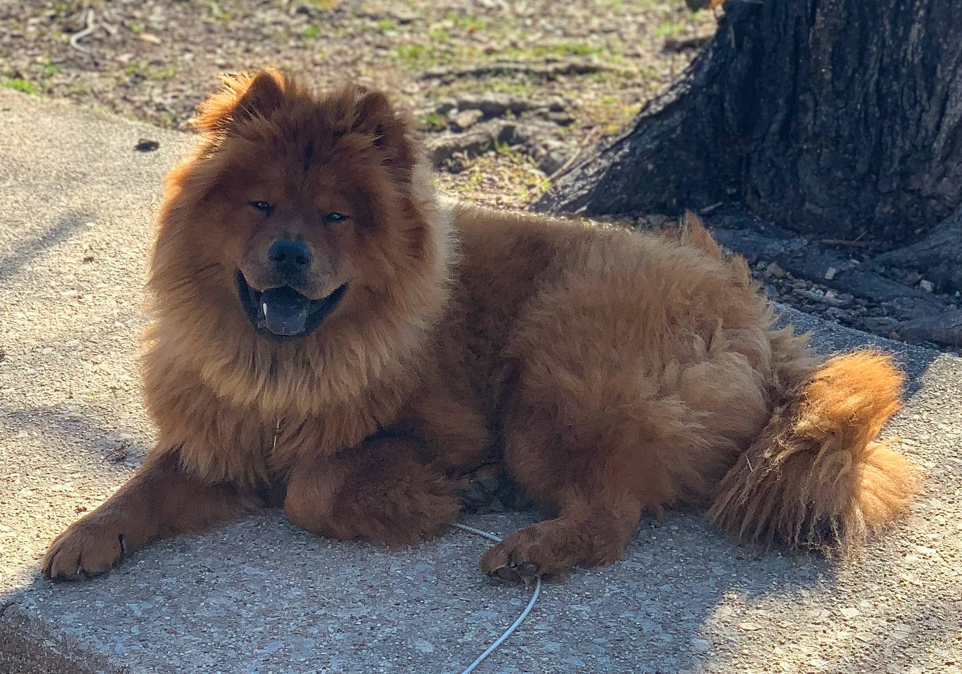 Ziva is registered to the contest to win money with this photo: big_cats, canidae, carnivore, dog_breed, fang, fawn, felidae, fur, grass, lion, mane, masai_lion, paw, roar, snout, terrestrial_animal, whiskers, wildlife, zoo