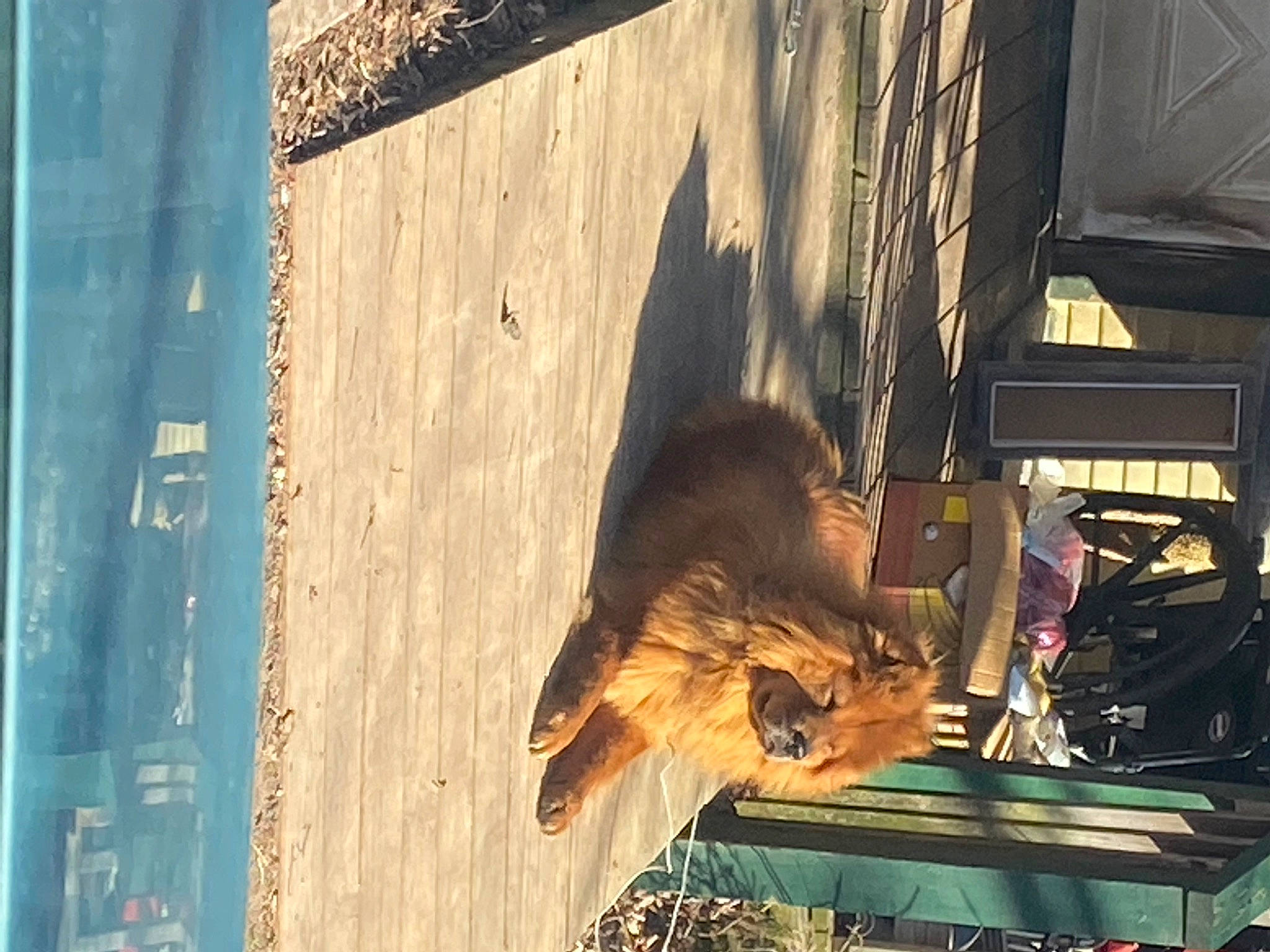 Ziva joined the competition — help win amazing prizes! building, carnivore, facade, fawn, felidae, fur, hardwood, heat, metal, shadow, small_to_medium_sized_cats, snout, sporting_group, street, tail, tints_and_shades, wildlife, window, wood, wood_stain