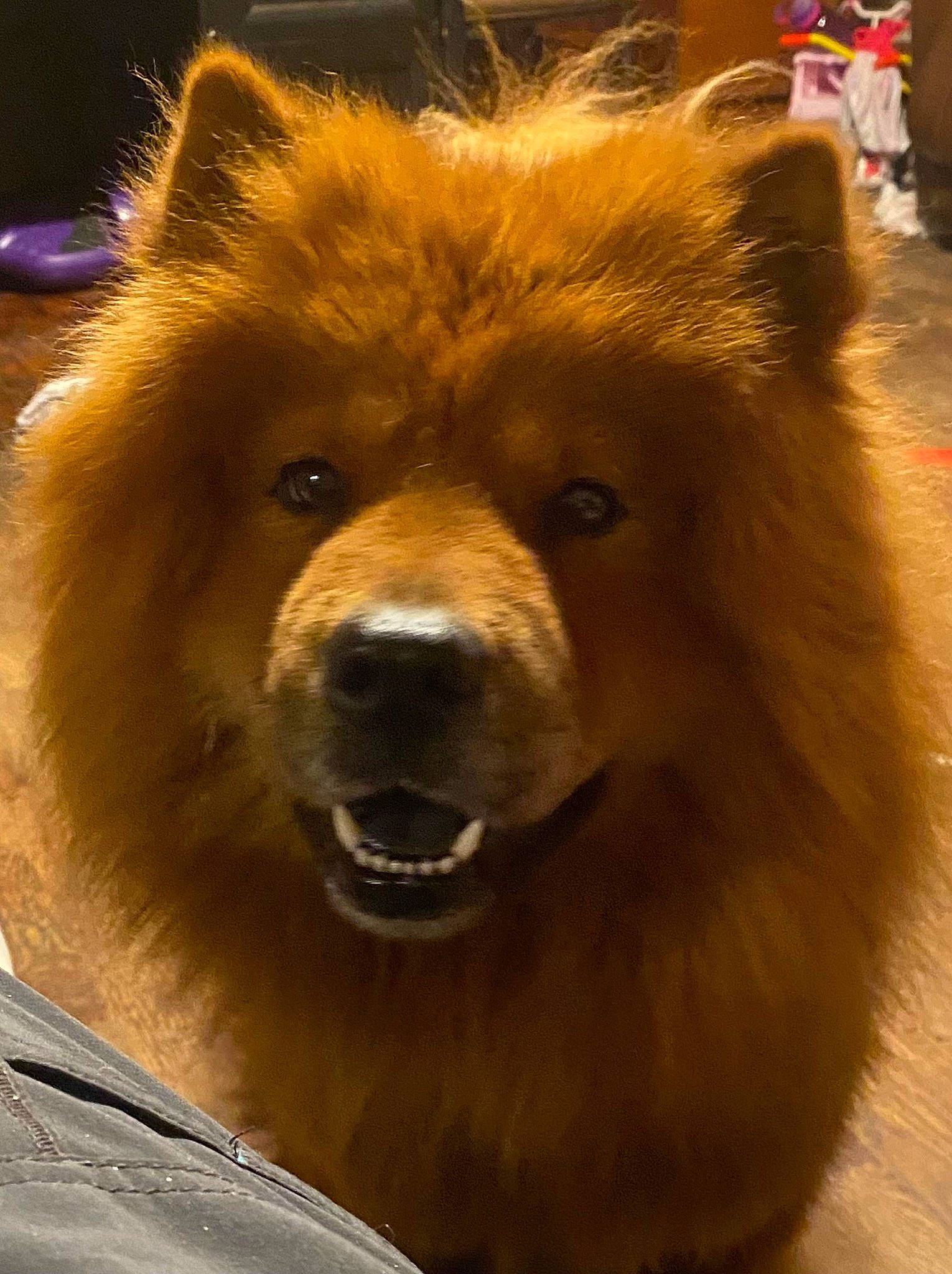 Ziva joined the competition — help win amazing prizes! ancient_dog_breeds, canidae, canis, carnivore, chow_chow, companion_dog, dog, dog_breed, eye, fawn, fur, german_spitz, german_spitz_mittel, giant_dog_breed, snout, spitz, sporting_group, terrestrial_animal, whiskers, working_animal