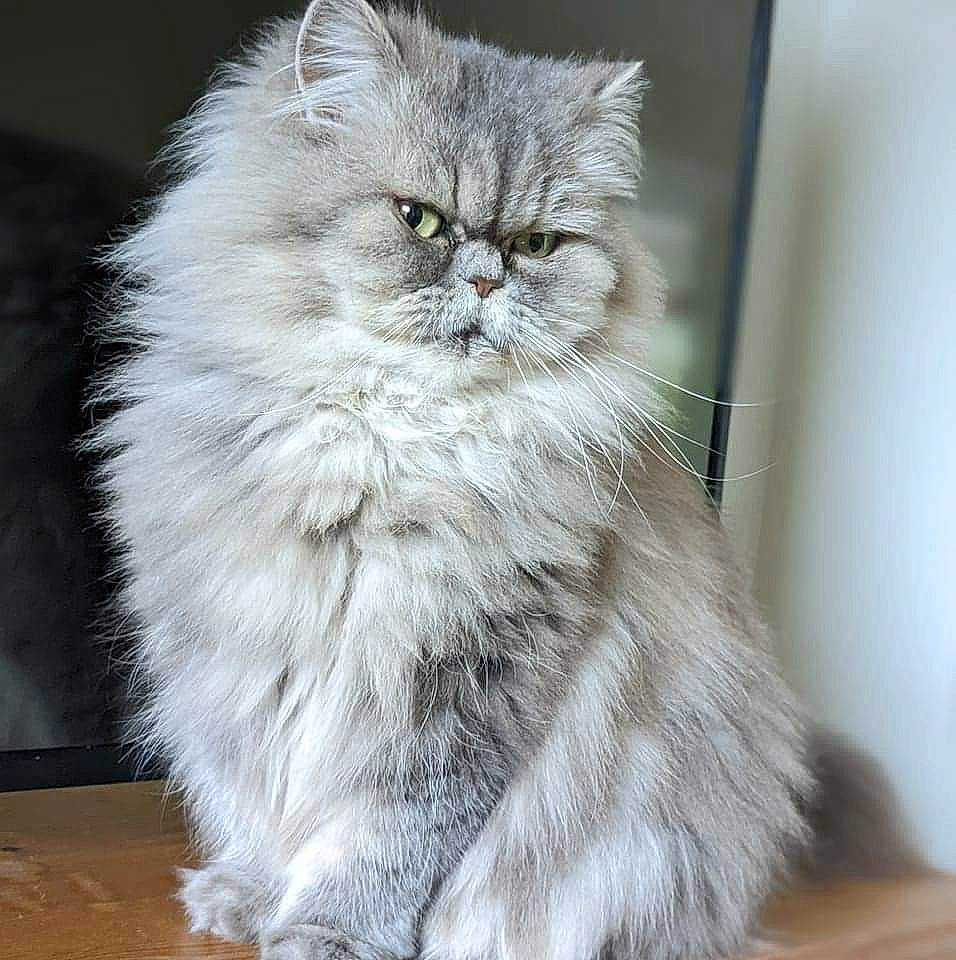 Naïs participe au concours pour gagner de l'argent avec cette photo : british_longhair, carnivore, cat, event, fawn, felidae, flooring, fur, persian, selkirk_rex, small_to_medium_sized_cats, snout, terrestrial_animal, whiskers