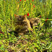 Perle participe au concours pour gagner de l'argent avec cette photo : cat, fluffy, animal, nature, grass, greenery, flowers, red_flowers, outdoor, sunlight, meadow, wildlife, relaxing, feline, pet, closeup, portrait, summer, daylight, resting