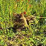 cat, fluffy, animal, nature, grass, greenery, flowers, red_flowers, outdoor, sunlight, meadow, wildlife, relaxing, feline, pet, closeup, portrait, summer, daylight, resting