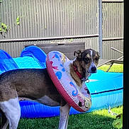 Olya participe au concours pour gagner de l'argent avec cette photo : animal, backyard, collar, curious, daytime, dog, domestic_animal, fence, garden, grass, inflatable_ring, lawn, lounge_chair, outdoor, pet, playful, pool, recreation, summer, sunny