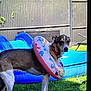 animal, backyard, collar, curious, daytime, dog, domestic_animal, fence, garden, grass, inflatable_ring, lawn, lounge_chair, outdoor, pet, playful, pool, recreation, summer, sunny