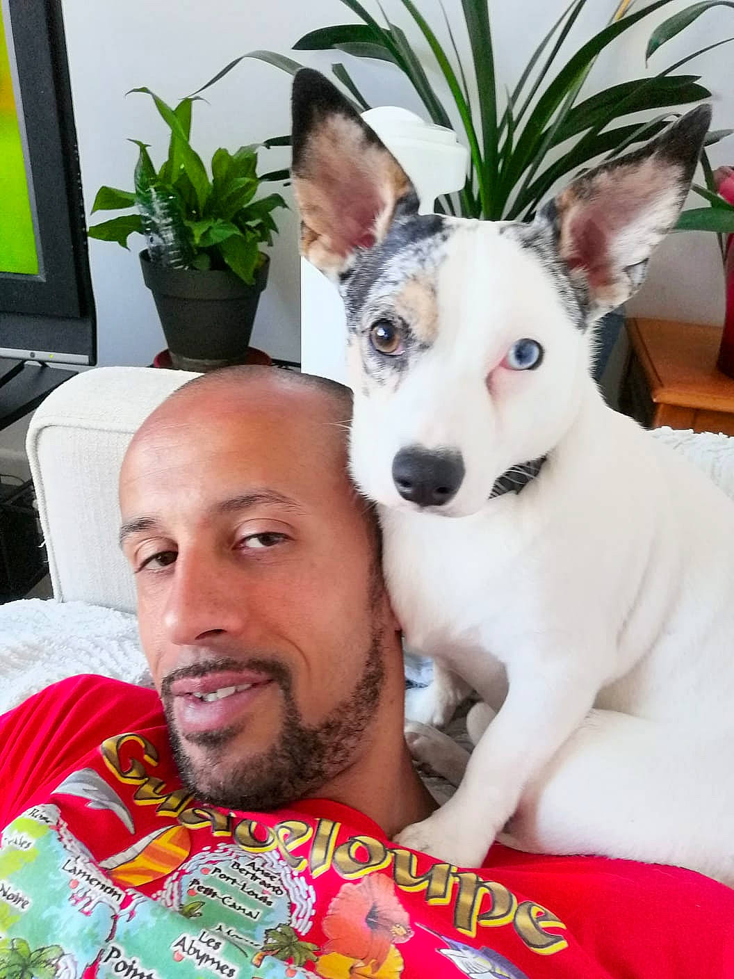 Django a rejoint le concours — aidez-le/la à gagner de superbes lots ! ancient_dog_breeds, canidae, carnivore, companion_dog, dog, dog_breed, mammal, rare_breed_dog, vertebrate