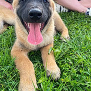 Voltaire a rejoint le concours — aidez-le/la à gagner de superbes lots ! animal, ball, bodypart, canine, dog, field, germanshepherd, grass, grassland, husky, labradorretriever, lawn, mouth, nature, outdoors, person, pet, plant, puppy, sport