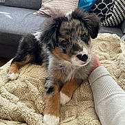 Adès a rejoint le concours — aidez-le/la à gagner de superbes lots ! animal, blanket, companion, couch, cozy, cute, dog, domestic, fur, hand, indoors, living_room, pet, pillow, puppy, relaxed, resting, soft, tricolor, young