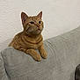 cat, ginger_cat, pet, indoor, couch, gray_couch, furniture, relaxed, resting, animal, whiskers, ears, fur, domestic_cat, cute, side_view, looking_up, texture, wall, calm