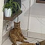 cat, dog, indoor, corner, plant, tile_floor, shelf, potted_plant, orange_cat, golden_dog, pet, relaxed, cables, wall, table, floor, household, domestic, animal, fur