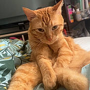 Rocky a rejoint le concours — aidez-le/la à gagner de superbes lots ! cat, orange_tabby, pet, bed, blanket, indoor, feline, relaxed, resting, cozy, fur, whiskers, ears, paws, domestic_animal, living_room, television, shelf, household, casual