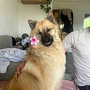 Kayla a rejoint le concours — aidez-le/la à gagner de superbes lots ! dog, flower, indoor, couch, person, plant, sitting, furry, brown, white_shirt, hand, shelf, clothing, door, window, blanket, home, pet, cute, smiling