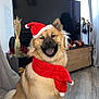 Kayla a rejoint le concours — aidez-le/la à gagner de superbes lots ! dog, santa_hat, scarf, holiday, christmas, living_room, wooden_floor, decorations, television, smiling, fur, pet, indoors, festive, happy, seated, curtains, furniture, home, cozy