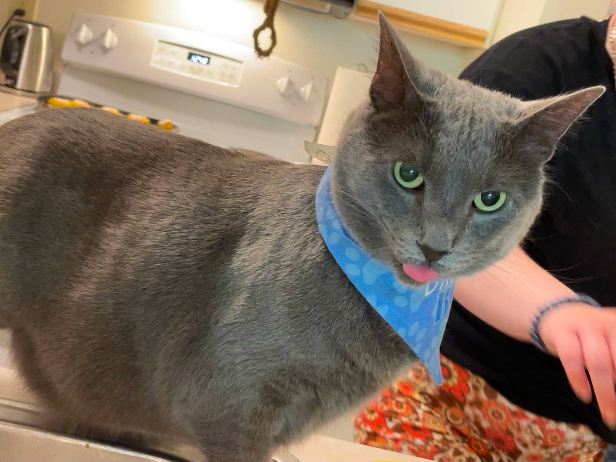 Dewey is registered to the contest to win money with this photo: carnivore, cat, cat_supply, claw, collar, comfort, domestic_short_haired_cat, felidae, fur, grey, home_appliance, kitchen_appliance, russian_blue, small_to_medium_sized_cats, tail, whiskers, window