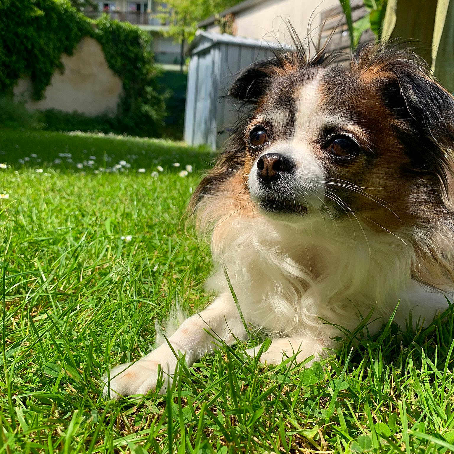 Milka