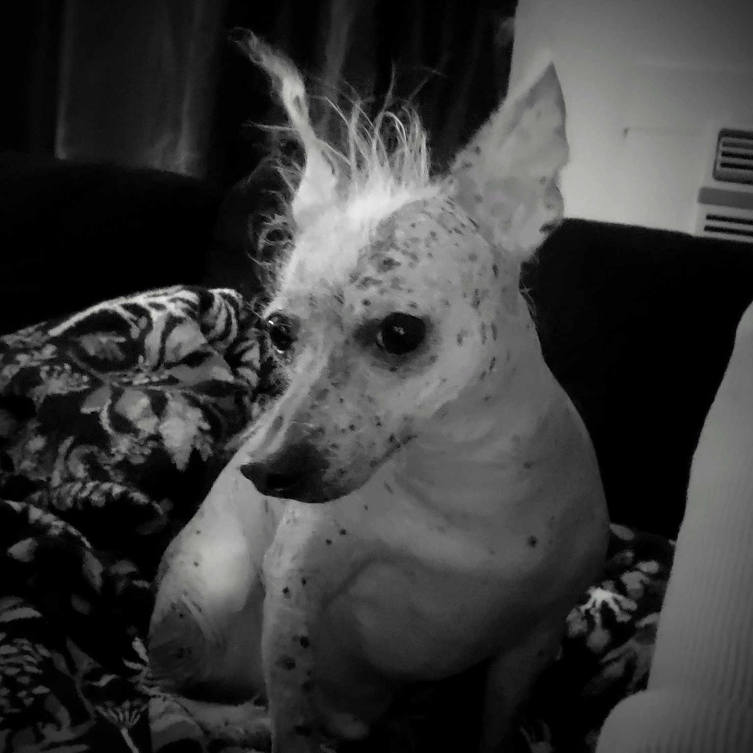 Dobbie