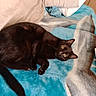 Négus a rejoint le concours — aidez-le/la à gagner de superbes lots ! cat, black_cat, animal, pet, feline, lying_down, blanket, blue_blanket, dolphin_print, pillow, soft, cozy, indoor, resting, fur, whiskers, tail, relaxed, cute, domestic_animal