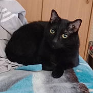 Négus participe au concours pour gagner de l'argent avec cette photo : black_cat, cat, pet, feline, animal, indoor, resting, blanket, fabric, clothing, bedroom, curious, ears, eyes, fur, domestic_cat, furniture, cozy, soft, relaxing