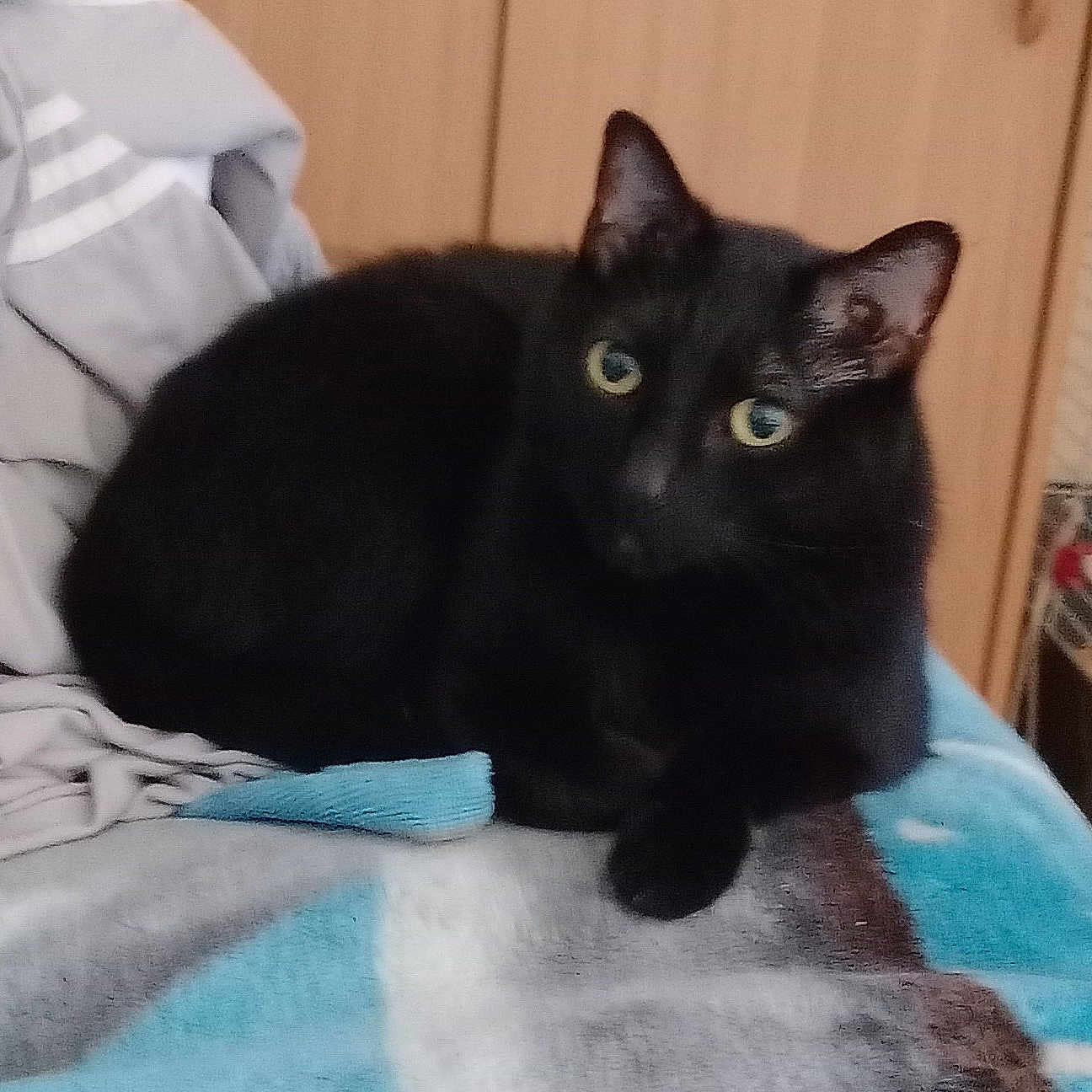 Négus