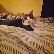 Fripouille a rejoint le concours — aidez-le/la à gagner de superbes lots ! animal, bed, bedding, bedroom, blanket, cat, cozy, ears, eyes, feline, indoors, lying_down, pet, portrait, relaxed, striped, tabby, warm_lighting, whiskers, white_and_gray