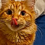 Tango is registered to the contest to win money with this photo: cat, orange_tabby, fluffy, tongue_out, close_up, whiskers, pet, animal, curious, cute, feline, indoor, bed, soft, fur, playful, domestic_cat, wide_eyes, nose, ears