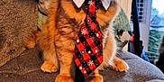 Tango joined the competition — help win amazing prizes! animal, cat, christmas, cozy, cushioned_stool, cute, decorations, domestic_animal, feline, festive, furry, holiday, indoor, kitten, orange_tabby, pet, portrait, red_tie, sitting, tie