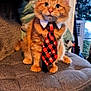 Tango joined the competition — help win amazing prizes! cat, kitten, orange_tabby, tie, red_tie, holiday, christmas, decorations, indoor, pet, cute, feline, sitting, furry, cozy, cushioned_stool, portrait, festive, domestic_animal, animal