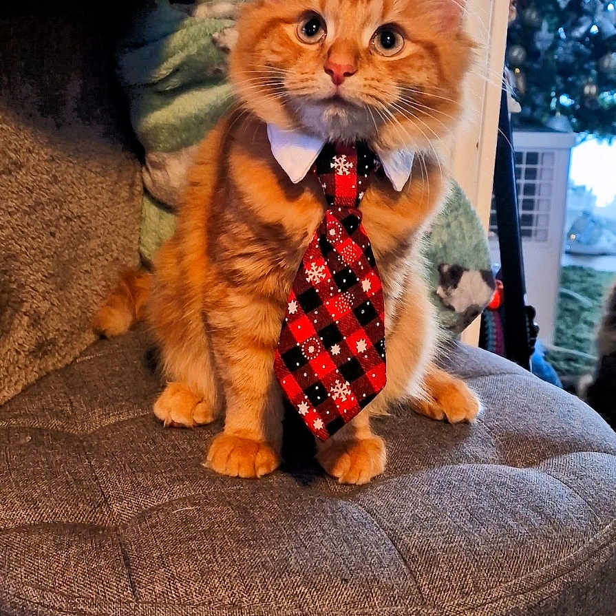 Tango joined the competition — help win amazing prizes! animal, cat, christmas, cozy, cushioned_stool, cute, decorations, domestic_animal, feline, festive, furry, holiday, indoor, kitten, orange_tabby, pet, portrait, red_tie, sitting, tie