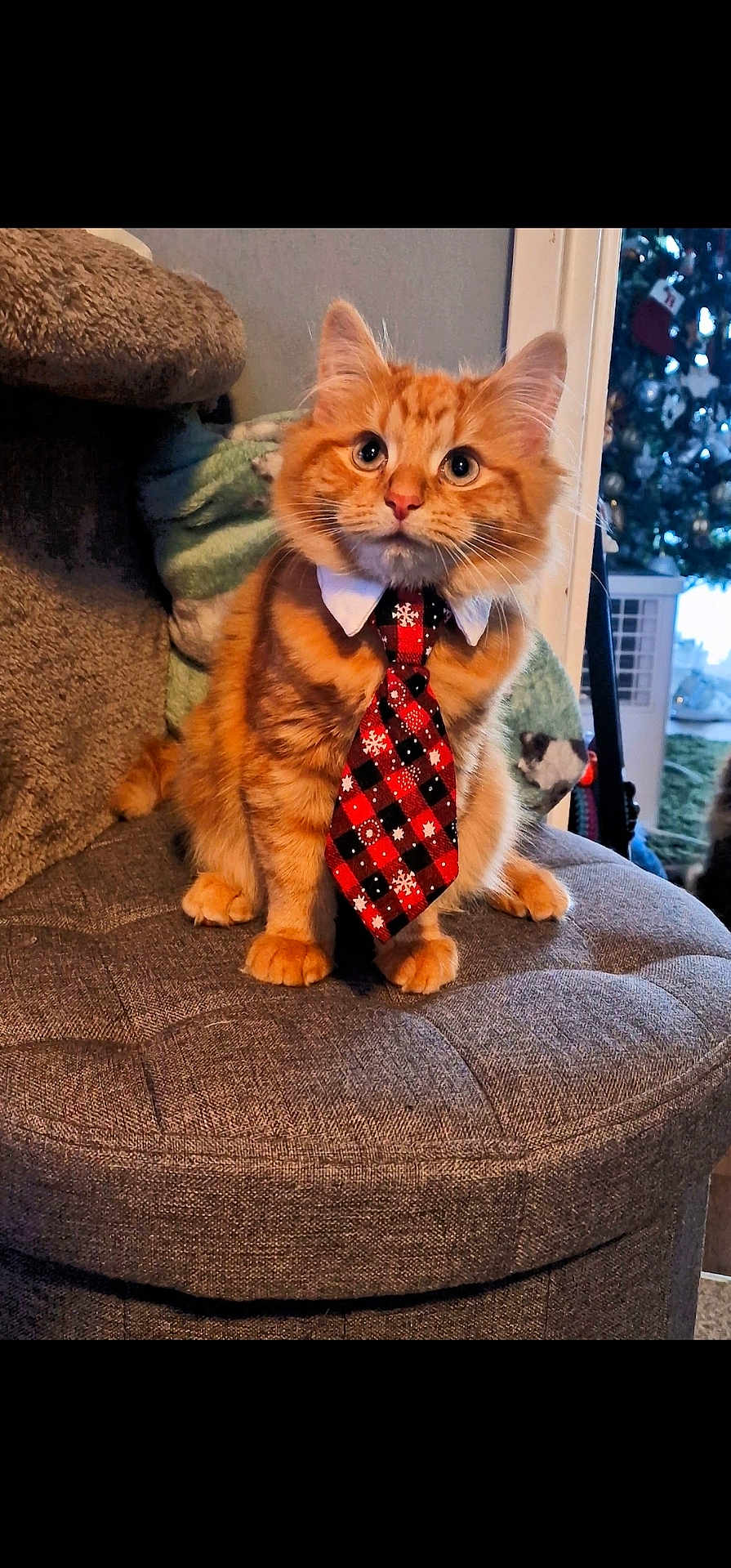 Tango joined the competition — help win amazing prizes! cat, kitten, orange_tabby, tie, red_tie, holiday, christmas, decorations, indoor, pet, cute, feline, sitting, furry, cozy, cushioned_stool, portrait, festive, domestic_animal, animal