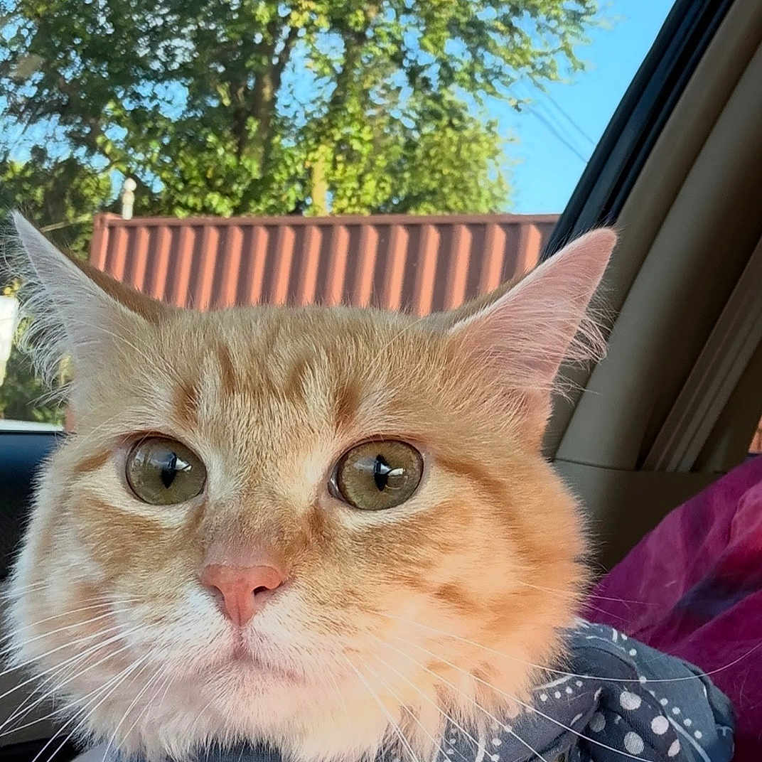 Pasha Asim joined the competition — help win amazing prizes! cat, ginger_cat, bandana, pet, animal, indoor, car_interior, portrait, fur, whiskers, ears, eyes, face, window, tree, sky, sunlight, seat, accessory, closeup