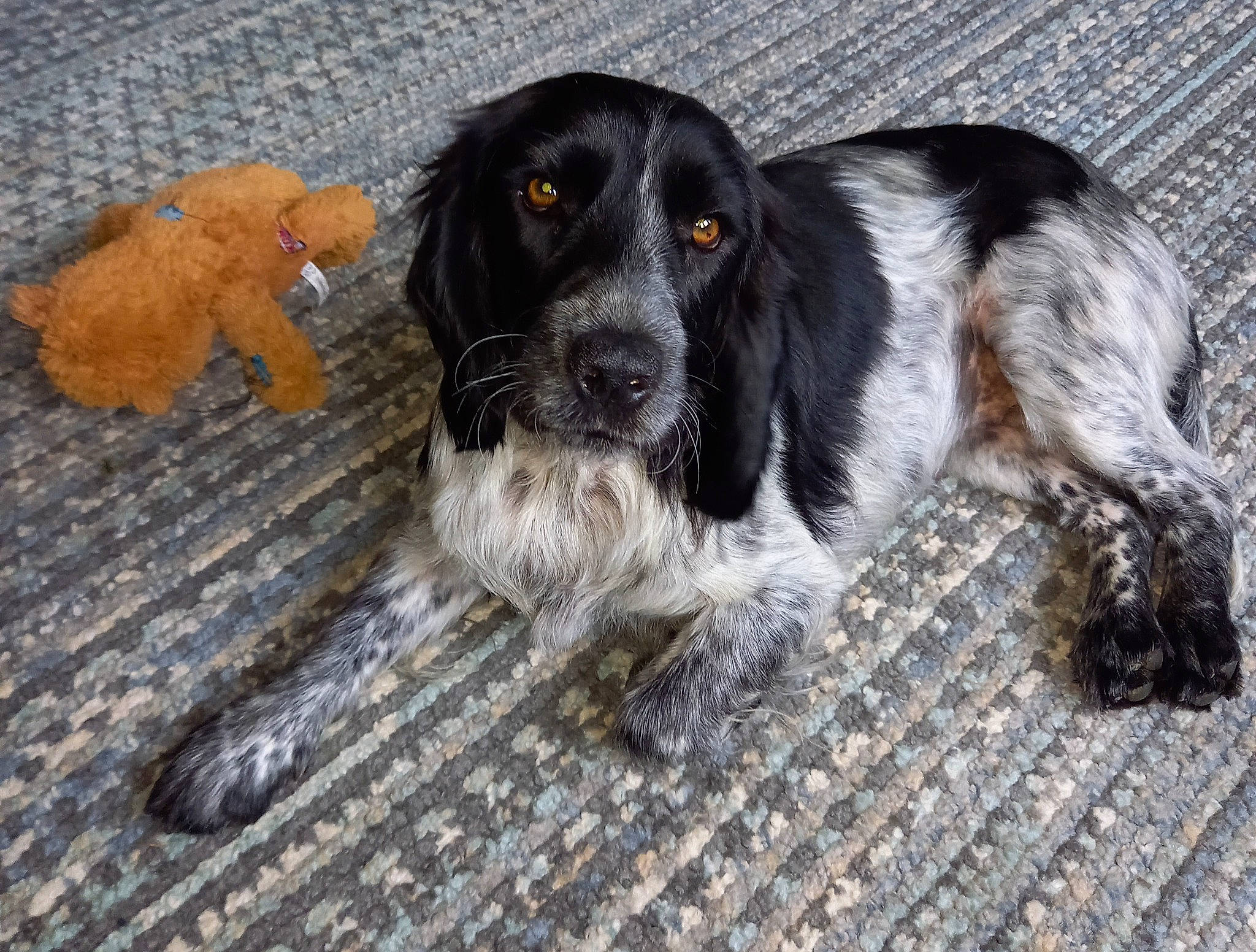 Poppy is registered to the contest to win money with this photo: canidae, carnivore, companion_dog, dog, dog_breed, fur, gun_dog, hunting_dog, snout, spaniel, sporting_group, terrestrial_animal, whiskers, working_animal, working_dog