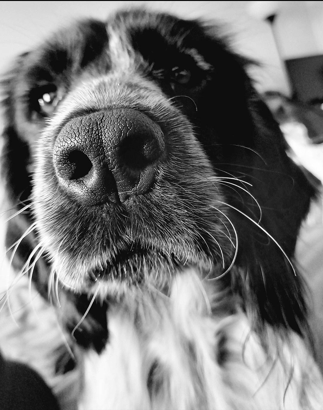 Poppy is registered to the contest to win money with this photo: black_and_white, canidae, carnivore, close_up, collar, companion_dog, dog, dog_breed, ear, eye, fur, liver, monochrome, monochrome_photography, snout, spaniel, sporting_group, style, whiskers, working_animal