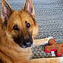 Bentley is registered to the contest to win money with this photo: dog, german_shepherd, pet, animal, plush_toy, gingerbread_man, carpet, indoor, fur, ears, nose, eyes, laying_down, cute, domestic_animal, mammal, companion, toy, relaxed, home