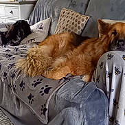 Bentley joined the competition — help win amazing prizes! dog, couch, blanket, pillow, living_room, pet, fur, resting, relaxed, indoor, cozy, furniture, canine, brown_dog, black_dog, tail, carpet, decor, home, animal