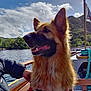 Bentley is registered to the contest to win money with this photo: dog, german_shepherd, boat, lake, water, sky, clouds, mountain, trees, outdoor, nature, pet, animal, happy, canine, person, hand, wood, harness, sunlight