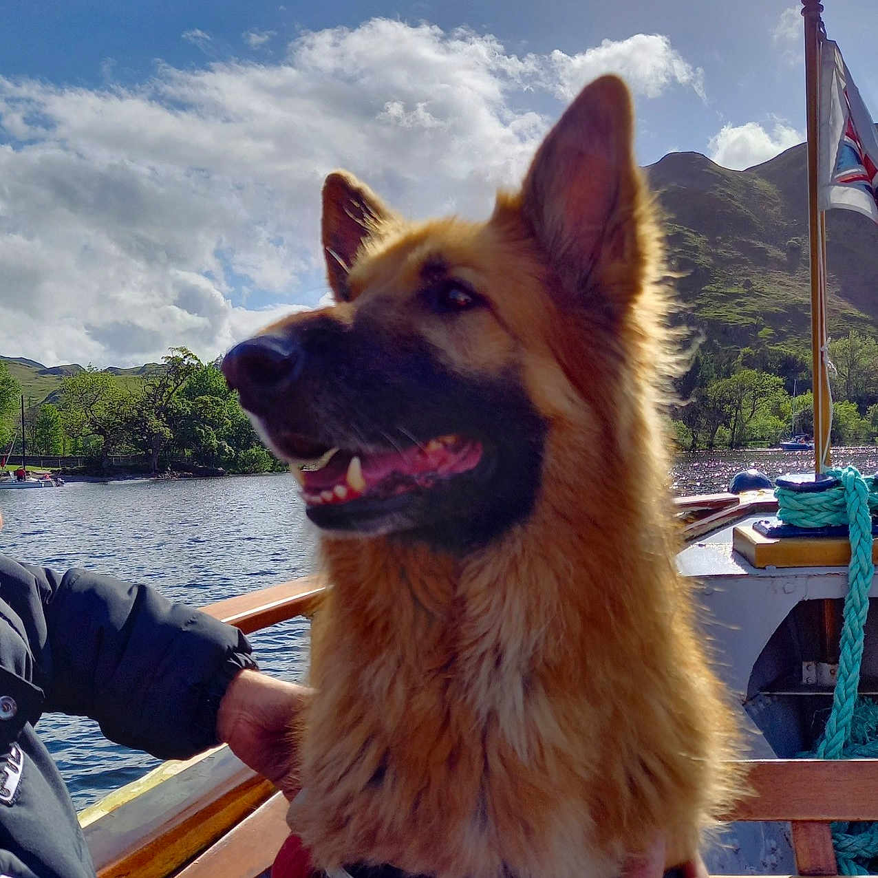 Bentley is registered to the contest to win money with this photo: animal, boat, canine, clouds, dog, german_shepherd, hand, happy, harness, lake, mountain, nature, outdoor, person, pet, sky, sunlight, trees, water, wood