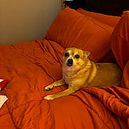 Little Lady joined the competition — help win amazing prizes! animal, bed, canine, comfort, cozy, dog, domestic_animal, ears, eyes, fur, furniture, indoor, looking_at_camera, orange_bedspread, paw, pet, resting, small_dog, window_blinds, wooden_headboard