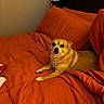 animal, bed, canine, comfort, cozy, dog, domestic_animal, ears, eyes, fur, furniture, indoor, looking_at_camera, orange_bedspread, paw, pet, resting, small_dog, window_blinds, wooden_headboard