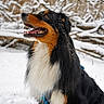dog, animal, outdoor, snow, winter, forest, brown, black, white, fur, canine, pet, nature, happy, snowflakes, portrait, cold, season, tree, leash
